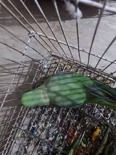 raw parrot for sale . . . .