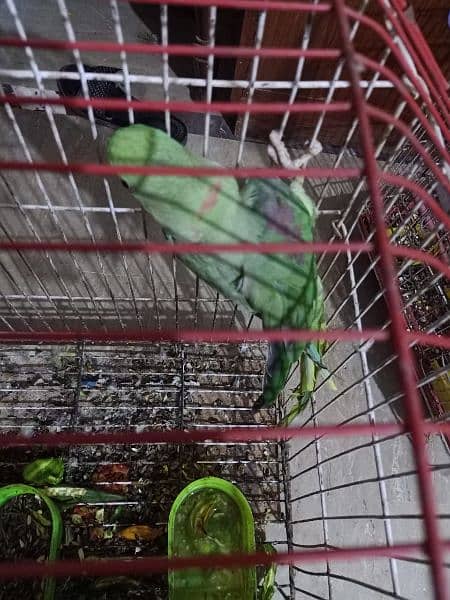 raw parrot for sale . . . . 1