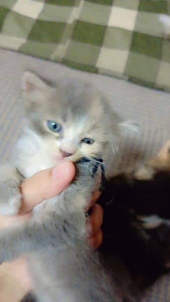 persian cat cubs very beautiful 3