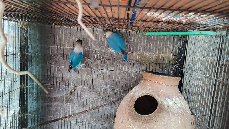 blue Violet Pasnata personata parrot fisher Fischer 5