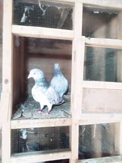 pigeons