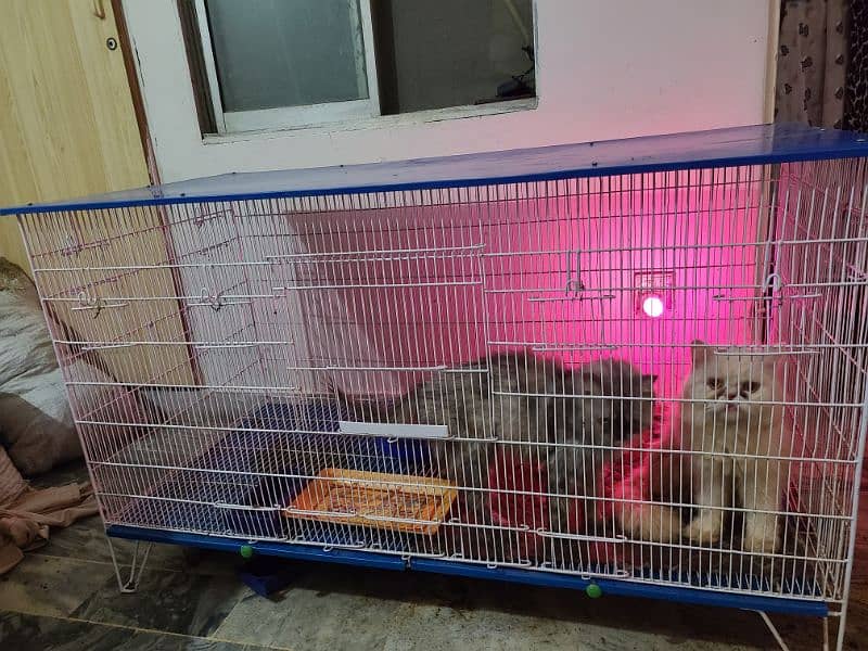 Cat cage 1