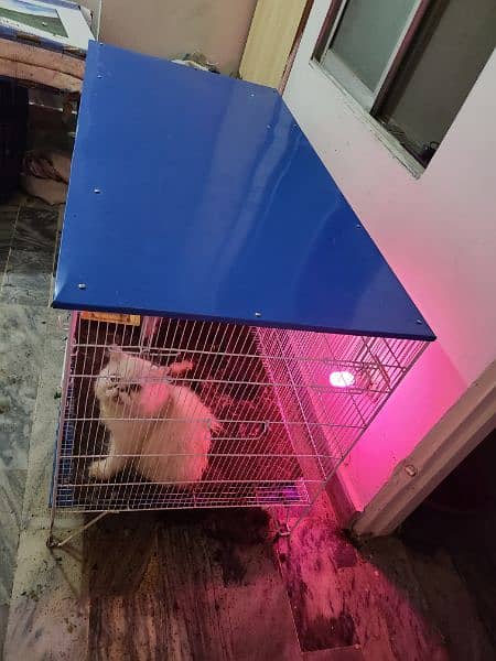 Cat cage 2