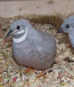 king quail / batair / btair/ breeder males