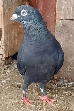 Pigeon Breeder jt Black Dhooma nr & Chui Madi for sale 0308-5000940