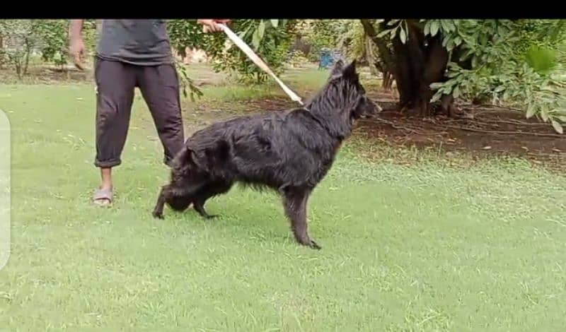 Black German shepherd breeder female available for sale 0