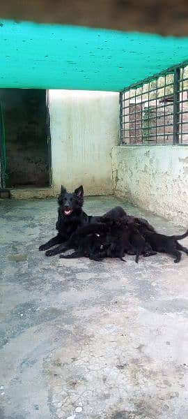 Black German shepherd breeder female available for sale 2