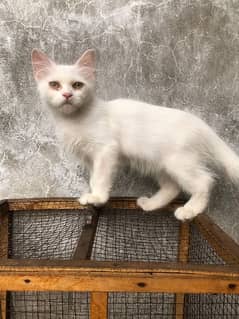 Persian Male cat for sale