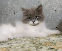 Grey & White Persian Kitten