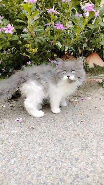 Grey & White Persian Kitten 1