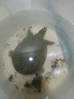 TURTLE