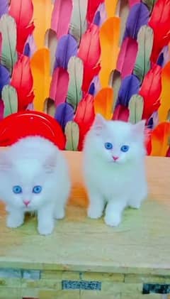 Persian Cat for sale my WhatsApp number 0326/74/83/108 0