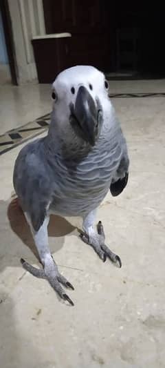 African Grey