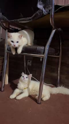 Pair of persian cat for sale near air line society johar town lahore