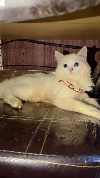 Pair of persian cat for sale near air line society johar town lahore 1