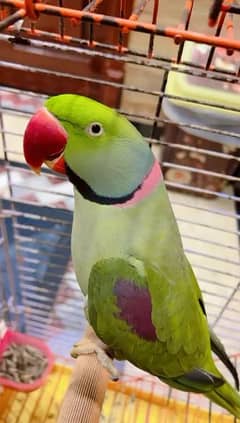 Raw Parrot Talking handtam big size beautiful neat and clean parrot