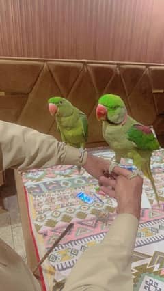 Raw parrots pair urgent for sale