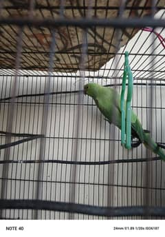 parrot for sale