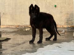 German shepherd black showline puppy non ped. active friendly