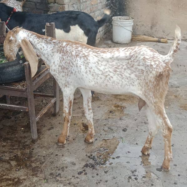 Makhichni gaban goat for sale 5