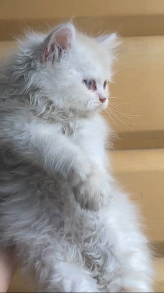 Persian kitten triple coated 0