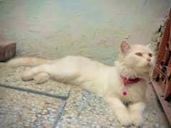 presion female dubbel coat cat