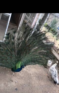 (3) pieces Blue shoulder peacock for sale