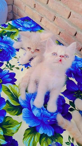 addorable kittens 0