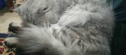 3 Persian male cats 0