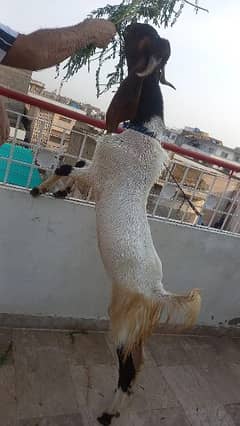 bakra