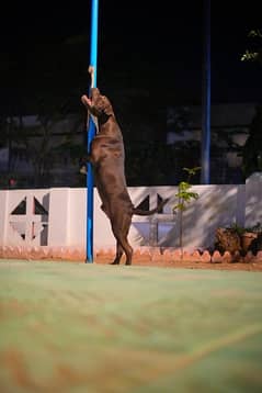 PITBULL staffy pure breed Dog