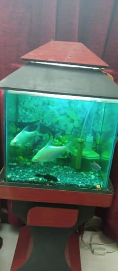 Fish Aquarium with fishes