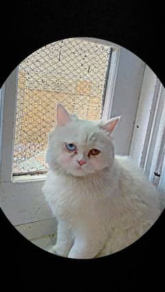 Persian cat fully trained