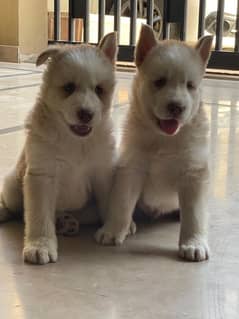 PURE HUSKY MALE PUPPIES