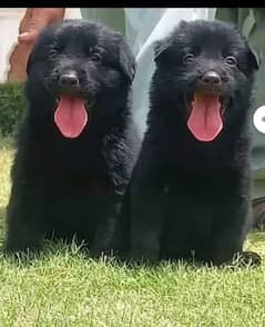 Black German Shepherd dog   pair   for sale  puppy dog