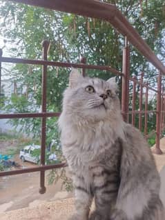 2 year old Persian cat fully trade urgent sale the region is shifting