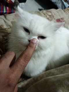 Triple Coated Blue Eyes Pure White Persian Female Cat