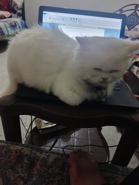 Triple Coated Blue Eyes Pure White Persian Female Cat 2