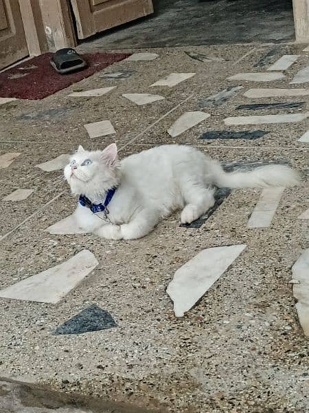 Triple Coated Blue Eyes Pure White Persian Female Cat 3