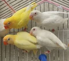 Love birds for urgent sale albino red eyes into albino red eyes