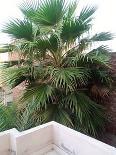 Wall Palm, Washington Palm tree 0