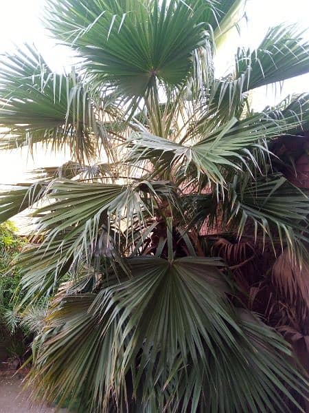 Wall Palm, Washington Palm tree 1