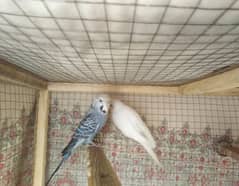 Australian parrots for sale 0