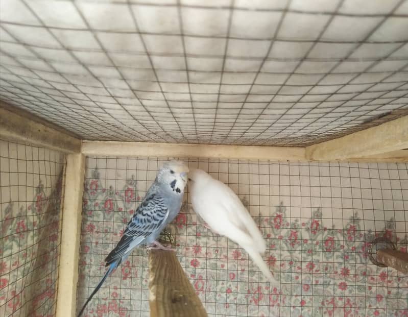 Australian parrots for sale 0