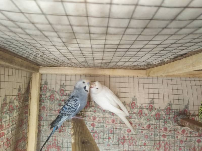 Australian parrots for sale 1