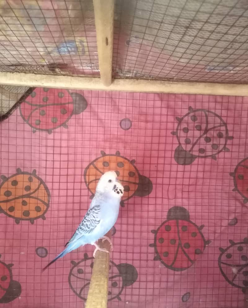 Australian parrots for sale 5