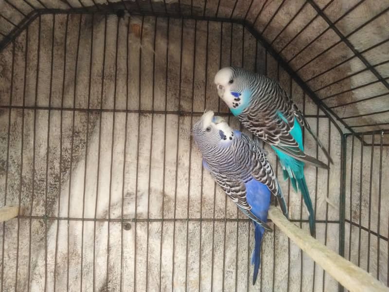 Australian parrots for sale 6