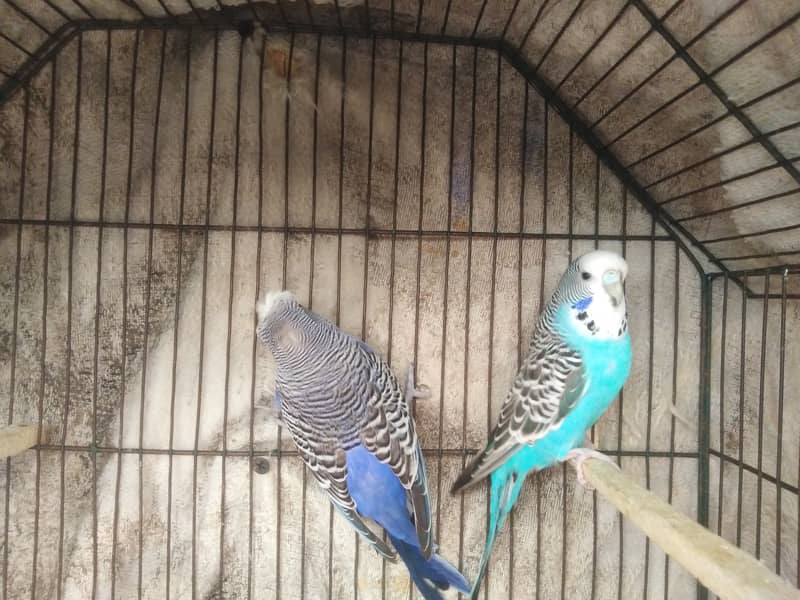 Australian parrots for sale 7