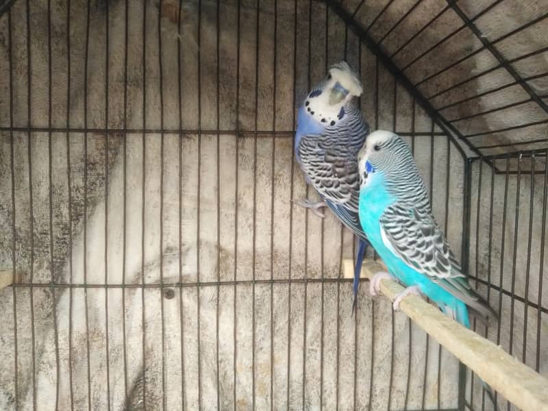 Australian parrots for sale 8