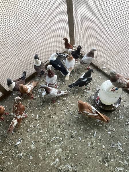 pigeons 9